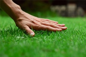 Photo of Grama Total Lawn Care Services
