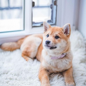 Photo of Pet Doors Of Fort Worth