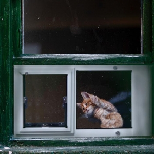 Photo of Pet Doors Of Fort Worth
