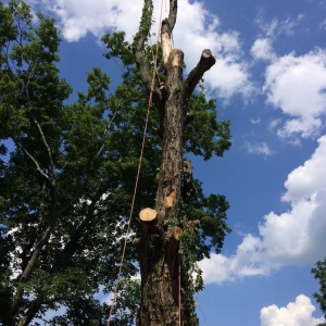 Photo of Price Tree Care