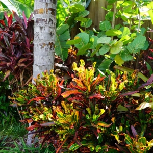 Photo of Serenoa Landscape Design