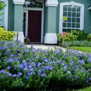 Photo of Serenoa Landscape Design
