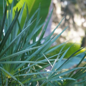 Photo of Serenoa Landscape Design