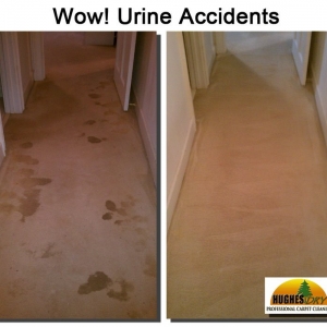 Photo of Hughes Dry Professional Carpet Care