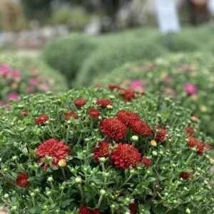 Photo of Meador's Garden Center & Landscaping