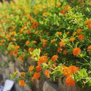 Photo of Meador's Garden Center & Landscaping