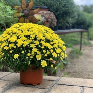 Photo of Meador's Garden Center & Landscaping
