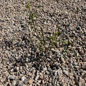 Photo of Poco Verde Landscaping