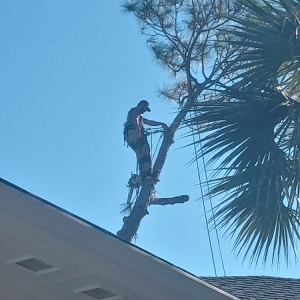 Photo of SBC Trees
