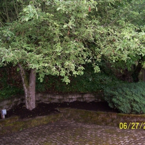 Photo of 2 Bros Landscaping