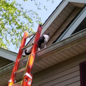 Photo of Diversified Outdoor Services