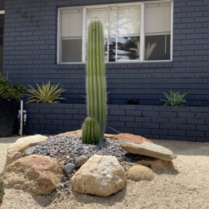 Photo of Merida Blanca landscaping services