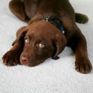 Photo of AAA Carpet Care