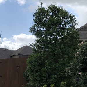 Photo of Carl's Tree Service
