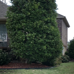 Photo of Carl's Tree Service