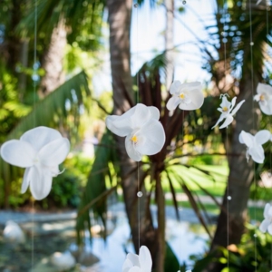 Photo of Wholesale Flowers