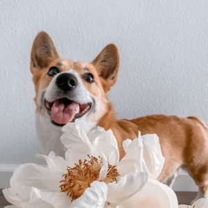 Photo of Wholesale Flowers
