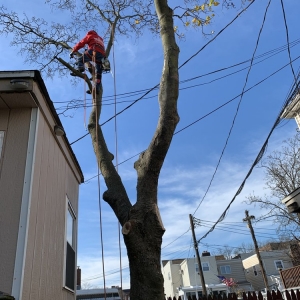Photo of Woody Woodpecker Tree Service