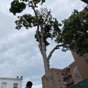 Photo of Woody Woodpecker Tree Service