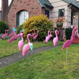 Photo of Think Pink Flamingo Flocking