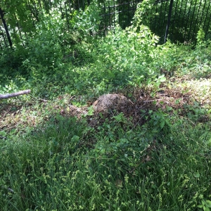Photo of Landscape Construction Services