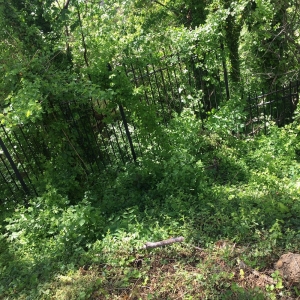 Photo of Landscape Construction Services