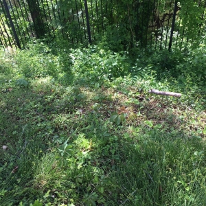 Photo of Landscape Construction Services