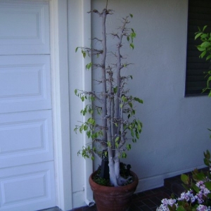 Photo of Edwords Horticulture
