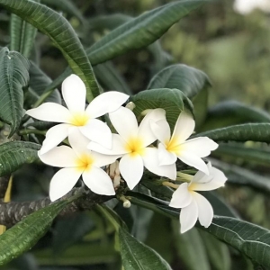 Photo of Edwords Horticulture