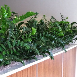 Photo of Growing Roots La Jolla