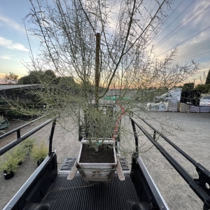 Photo of John's Yard Clean-Up Service