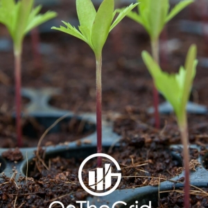 Photo of OnTheGrid