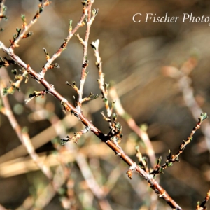 Photo of C Fischer Photography