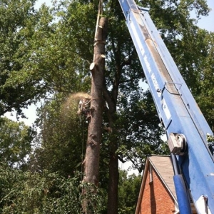 Photo of Arborscapes Tree & Landscape