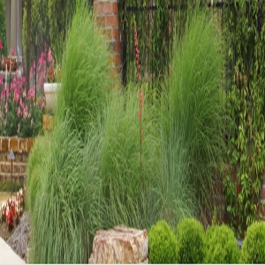 Photo of Southern Services Landscape & Irrigation