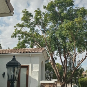 Phoenix American Tree Trimmers