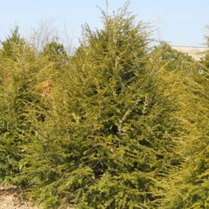 Photo of Hoosier Home & Garden