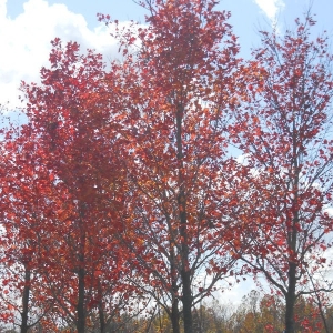 Photo of Hoosier Home & Garden