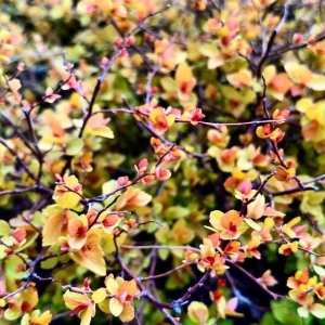 Photo of Denison Landscaping & Nursery