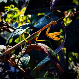 Photo of Denison Landscaping & Nursery