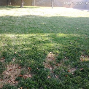 Photo of A1 Lawn Aeration