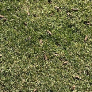 Photo of A1 Lawn Aeration