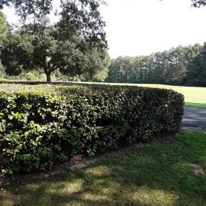 Photo of J&H Lawn Care Services