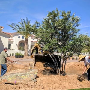 Phoenix Barrett Landscape Design