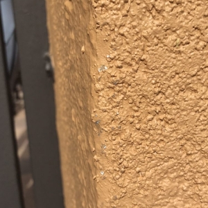 Tempe Rhino Shield of Arizona