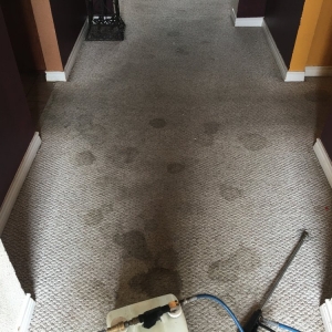Photo of Omega Steam Carpet Cleaning & Water Restoration