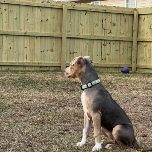 Photo of Fence SC