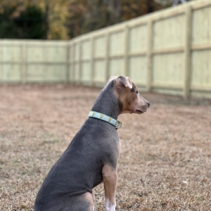 Photo of Fence SC