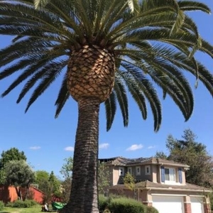 Photo of CM Precision Tree and Landscaping