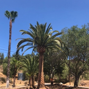 Photo of CM Precision Tree and Landscaping